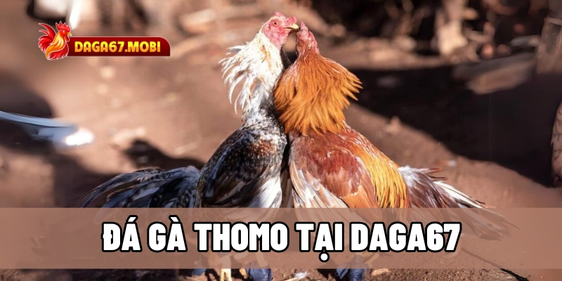 Đá gà Thomo