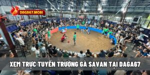 Trường gà Savan